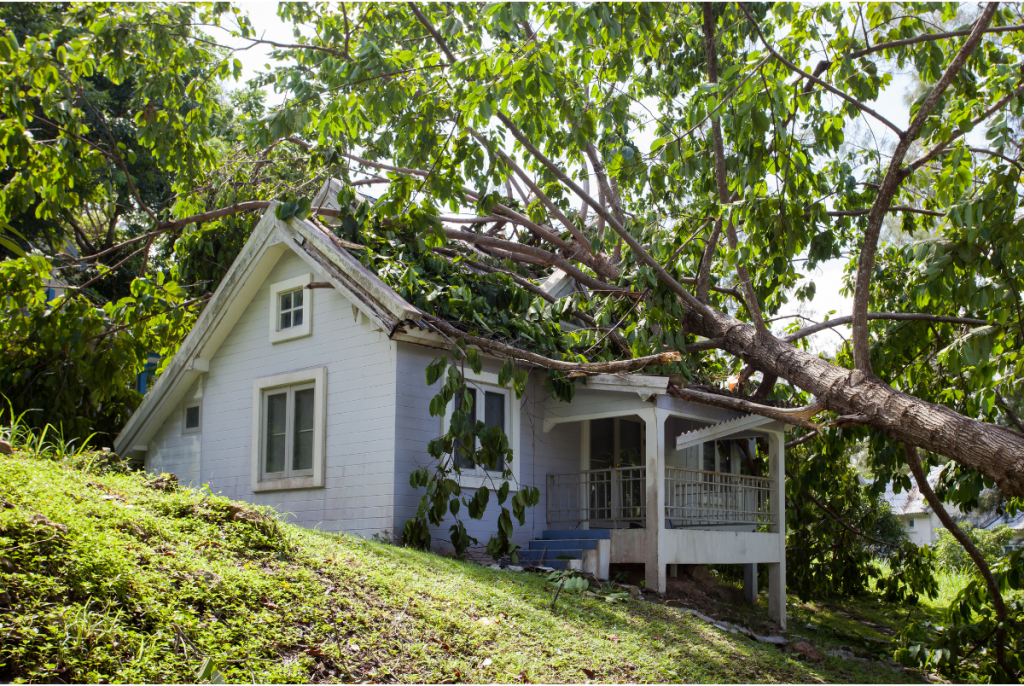 Neighbor's tree fell on my house